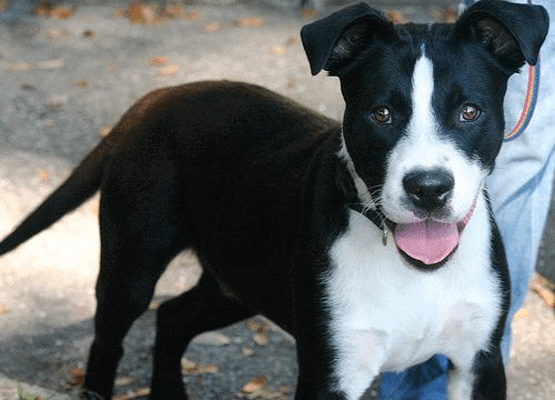 Border Collie Pitbull Mix