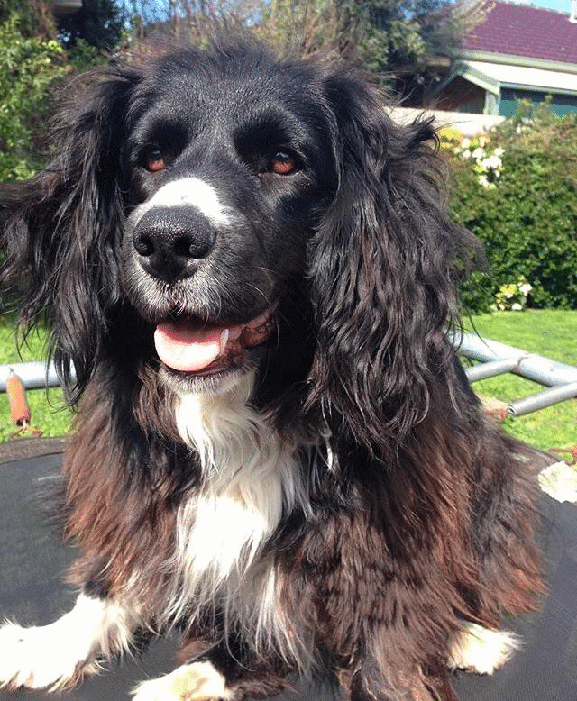 Border Collie Spaniel Mix