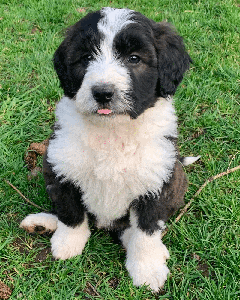 border collie poodle mix