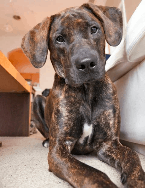 Boxador for Apartment