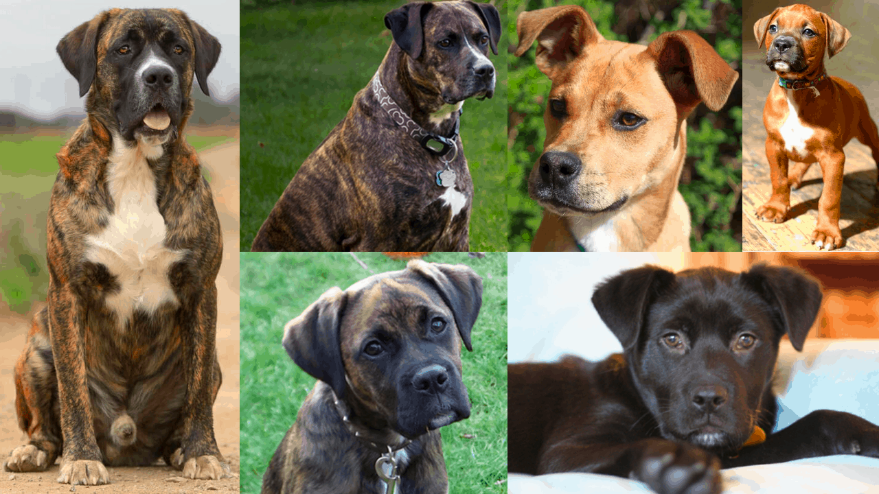 Boxer Lab Mix