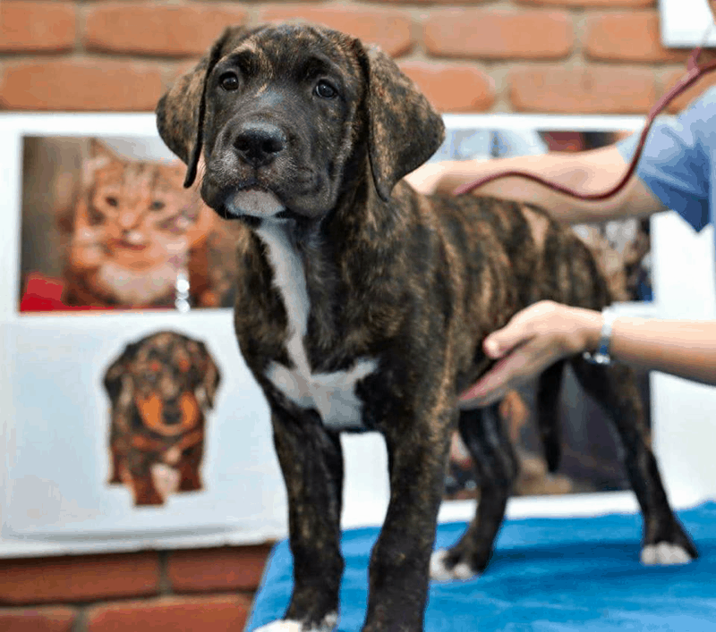 Boxer Lab Mix (Boxador) A Goofy and Devoted Family Dog