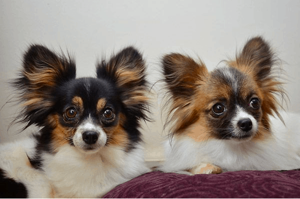 Chihuahua Papillon mix