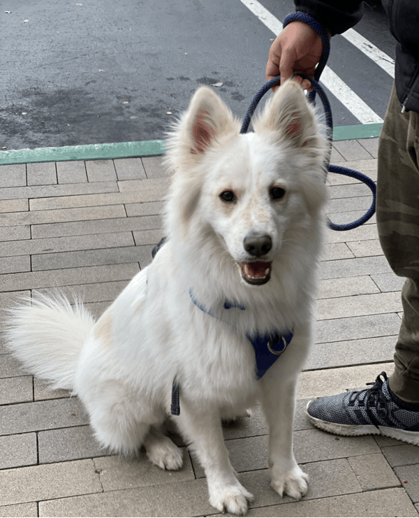 German Shepherd Golden Retriever Mix