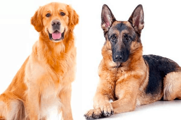 German Shepherd and Golden Retriever