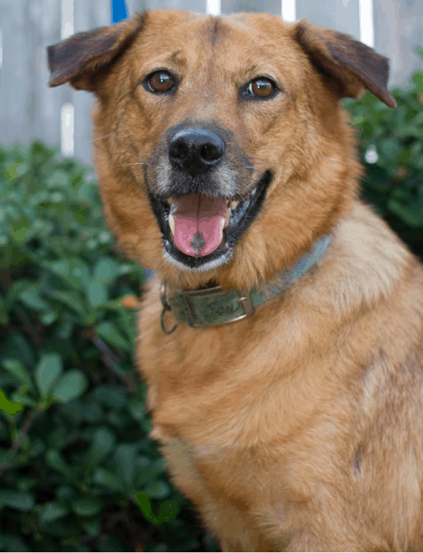 German retriever