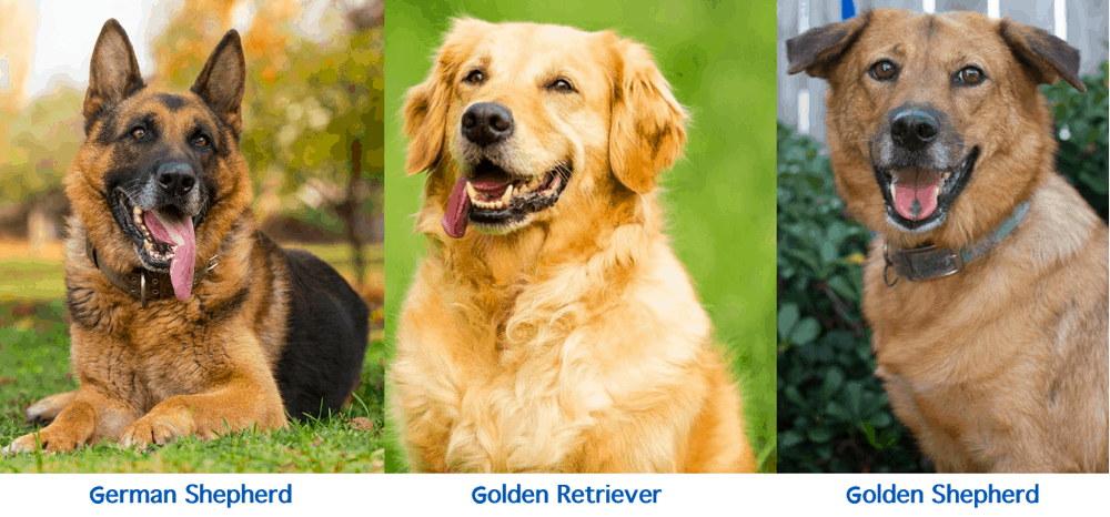 Golden shepherd