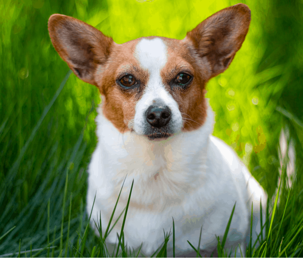 jack russell chihuahua mix