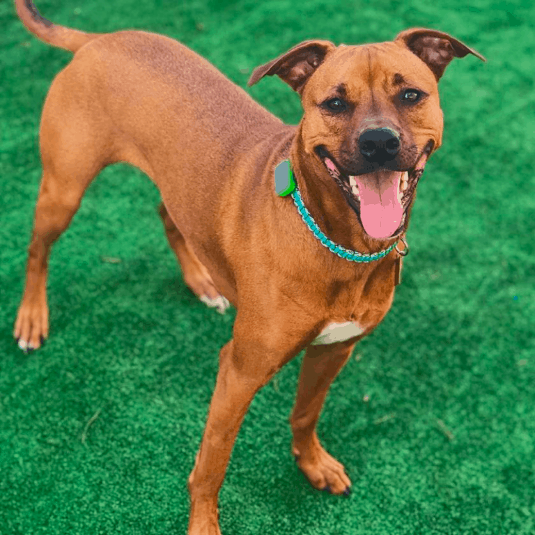 Boxer Lab Mix (Boxador) A Goofy and Devoted Family Dog