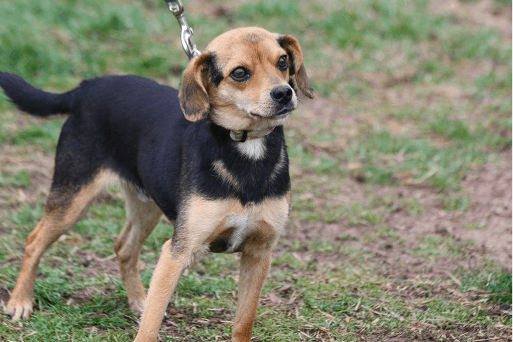 beagle chihuahua mix