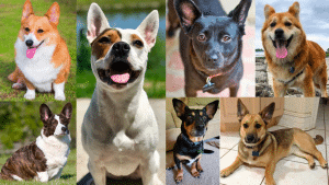 best corgi mixes