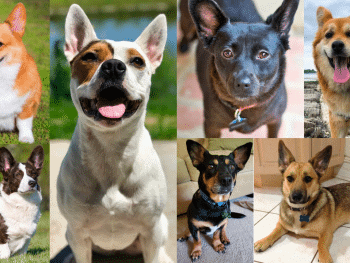 best corgi mixes