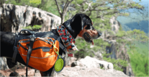 best dog harness for hiking