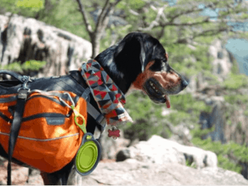 best dog harness for hiking