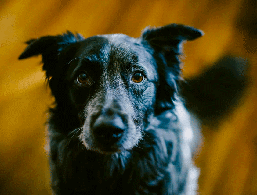 border collie blue heeler mix
