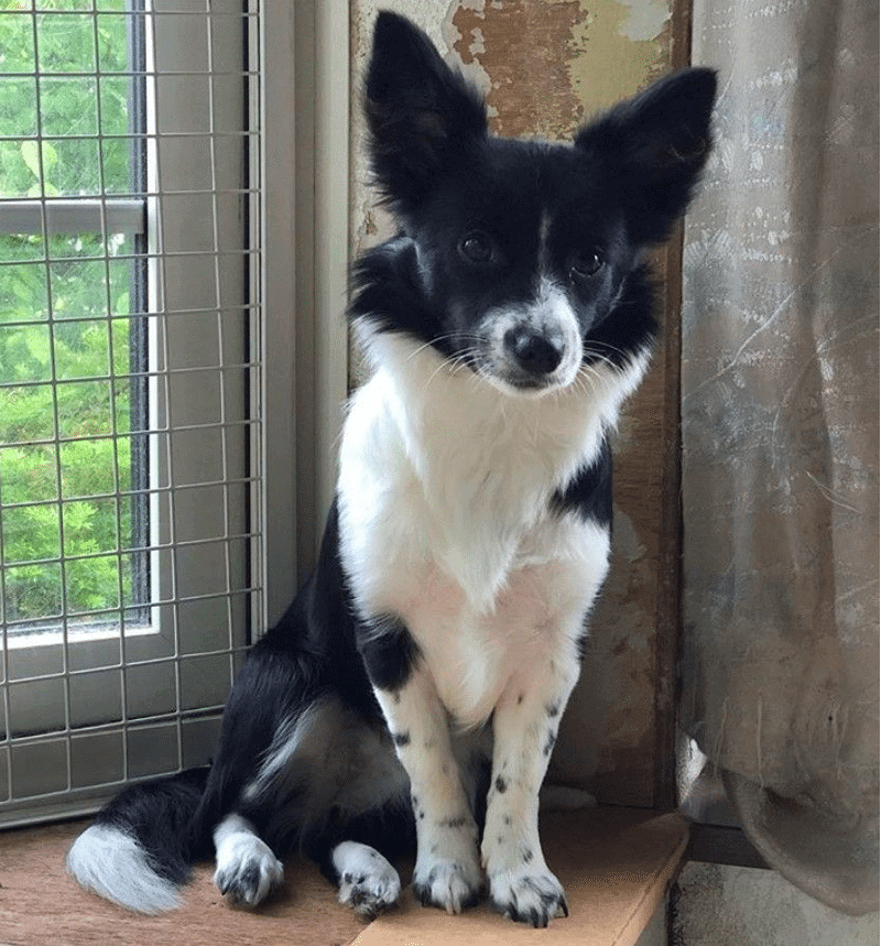 border collie chihuahua mix