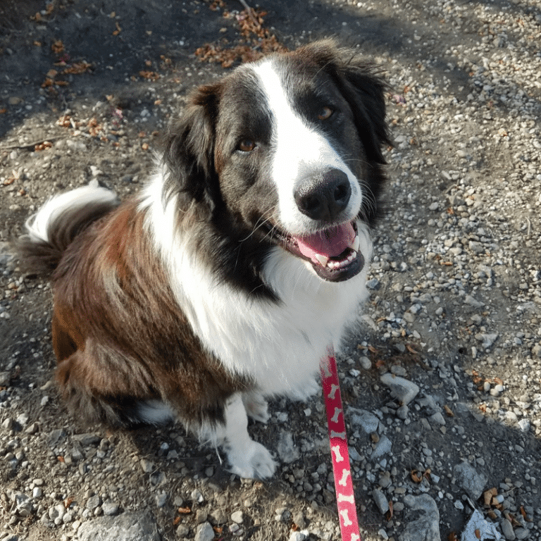 Top 29 Most Popular Border Collie Mixes You’ll Want to Add to Your Home Immediately