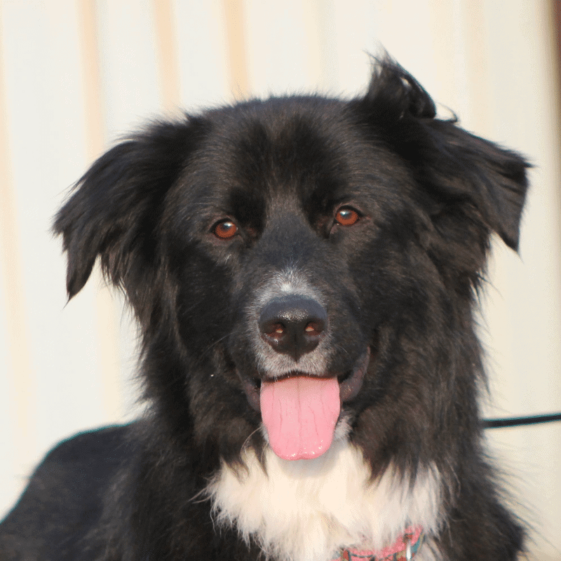 border collie newfoundland mix