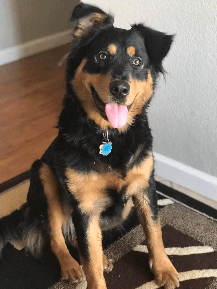 border collie rottweiler mix