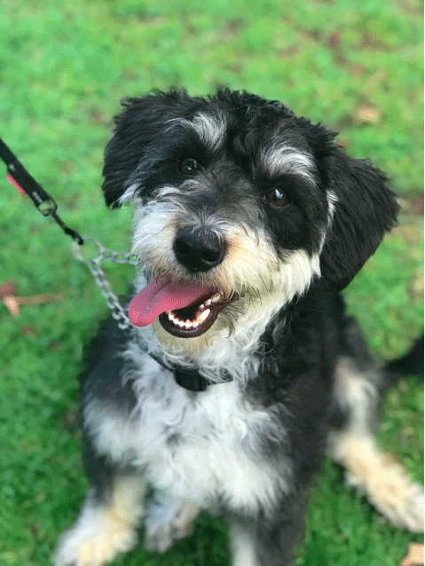border collie schnauzer mix