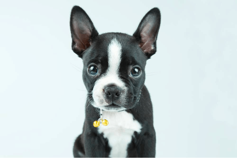 boston terrier chihuahua mix