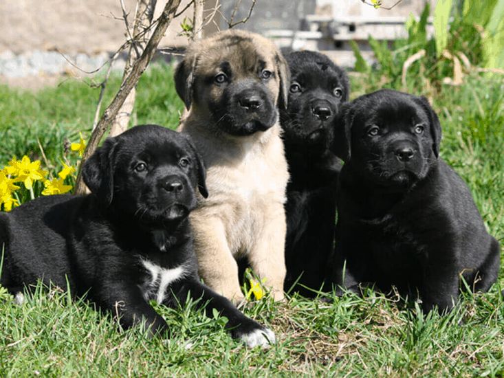 boxador puppies