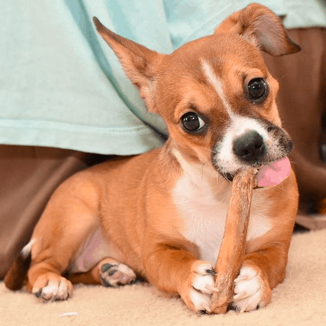 Top 31 Cheeky Chihuahua Mixes You Have to See