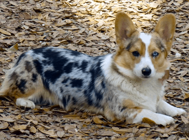 Cardigan Pembroke Corgi