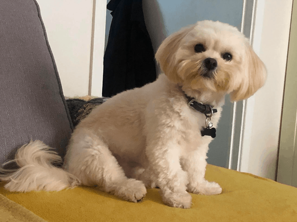 chihuahua bichon frise mix