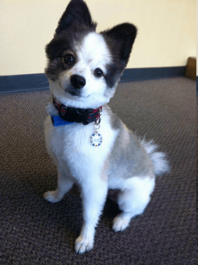 chihuahua husky mix