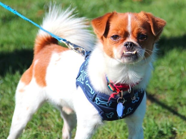 chihuahua japanese chin mix