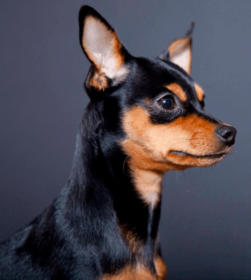 chihuahua miniature pinscher mix