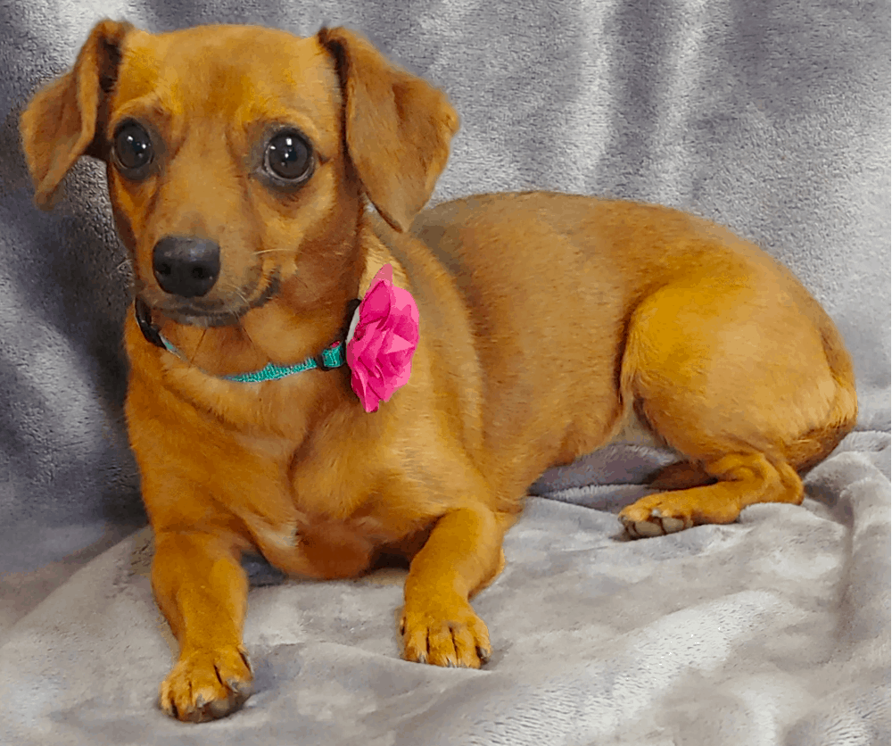 dachshund chihuahua mix