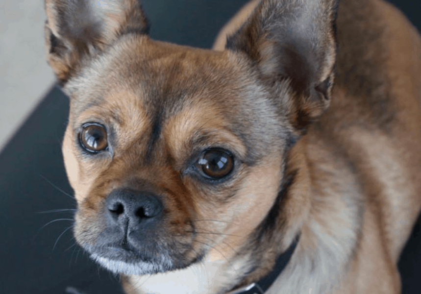 Top 31 Cheeky Chihuahua Mixes You Have to See