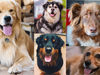 golden retriever mix