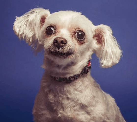 maltese chihuahua mix