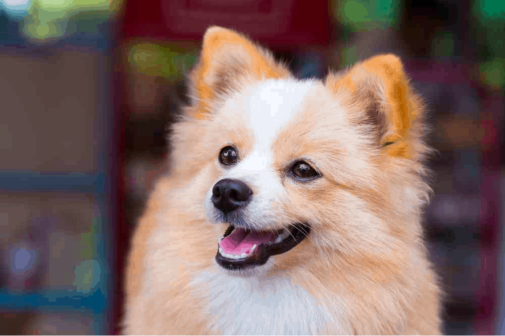 pomeranian chihuahua mix