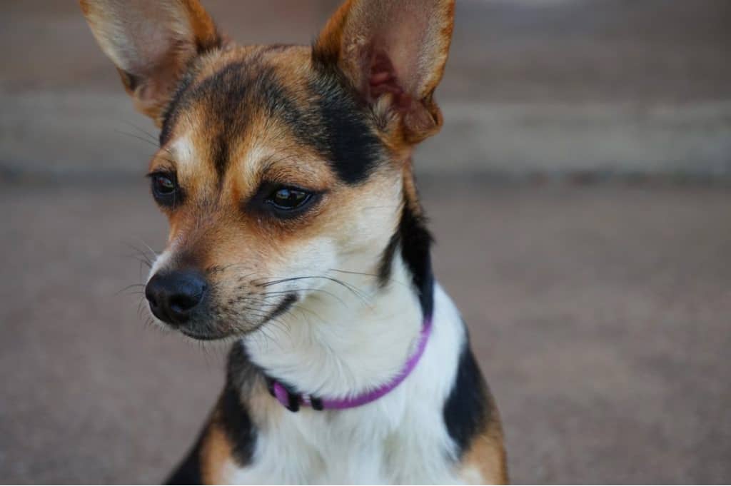 rat terrier chihuahua mix