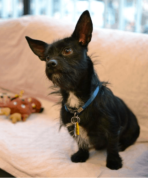scottish terrier chihuahua mix