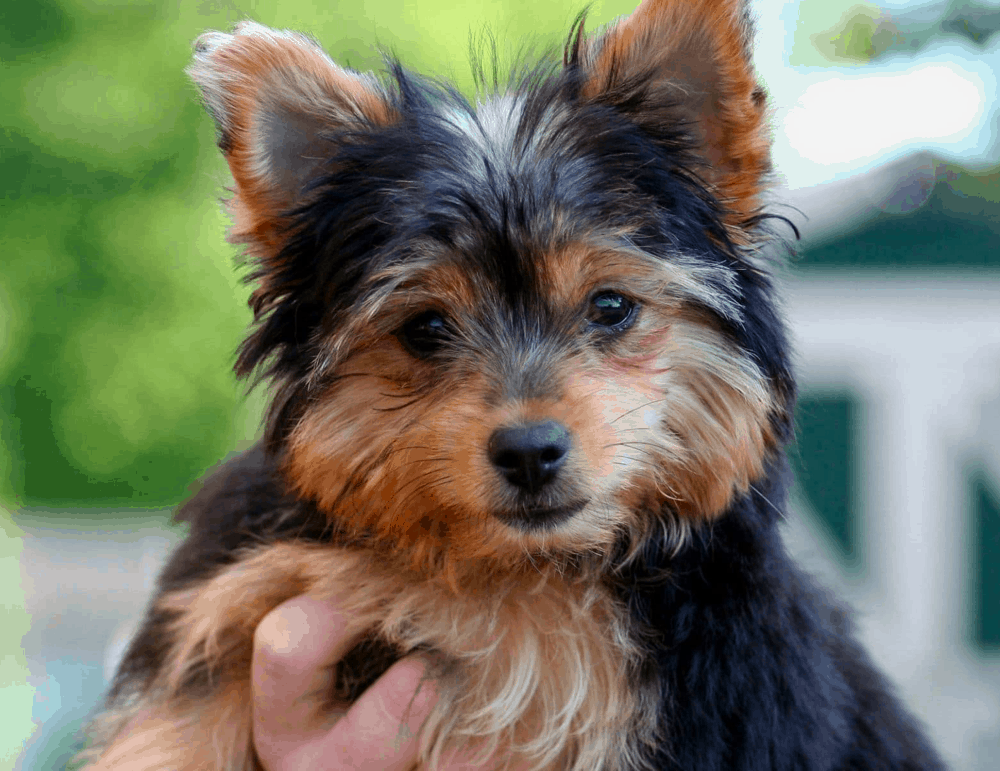 yorkie chihuahua mix