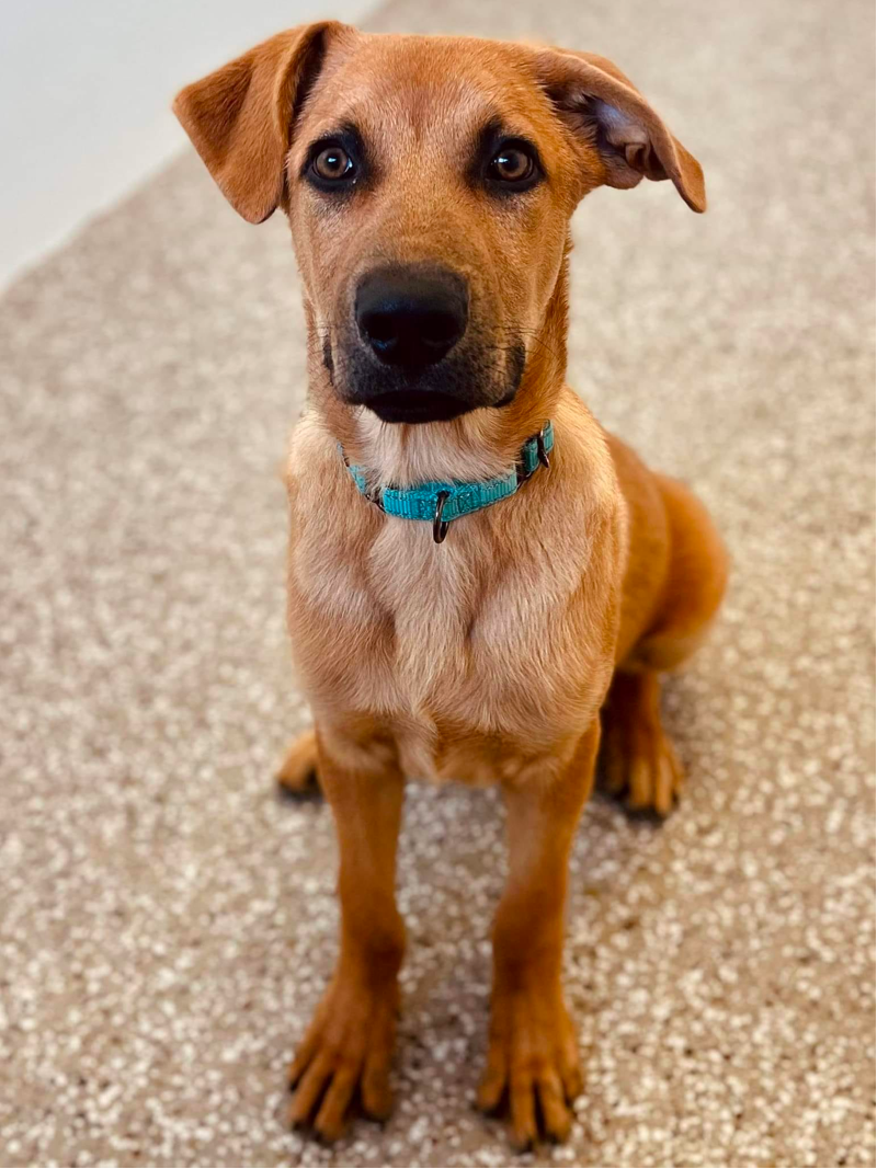 4 month old German Shepherd Boxer Mix