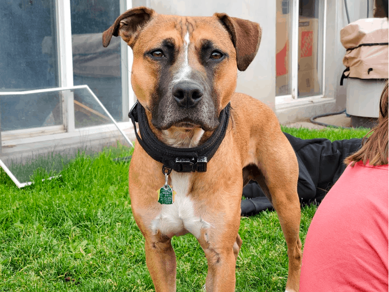 boxer german shepherd mix size boxer german shepherd mix size