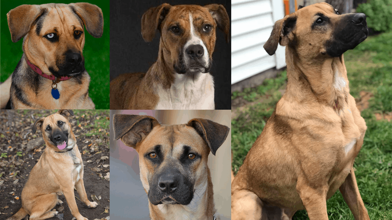 Shepherd Boxer Mix: Must-Know About the Upcoming Crossbreed Dog