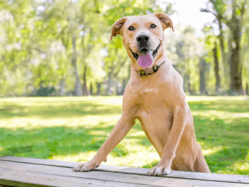 golden retriever pitbull mix