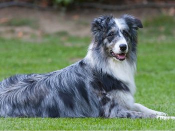 Border Aussies Coat Colors