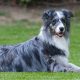 Border Aussies Coat Colors