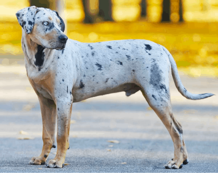 Top 18 Most Popular Catahoula Leopard Dog Mixes - PetVR.com