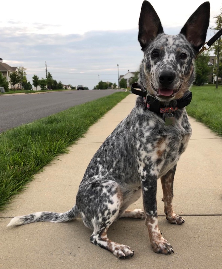 Top 18 Most Popular Catahoula Leopard Dog Mixes