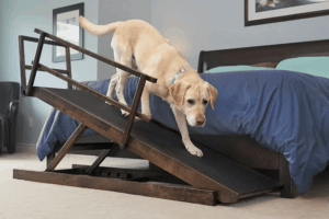 Best Dog Ramp for Bed