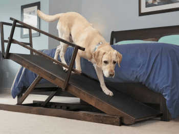 Best Dog Ramp for Bed